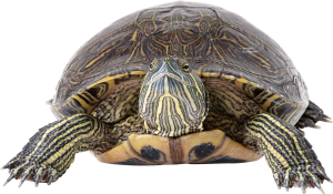 Turtle PNG-24757